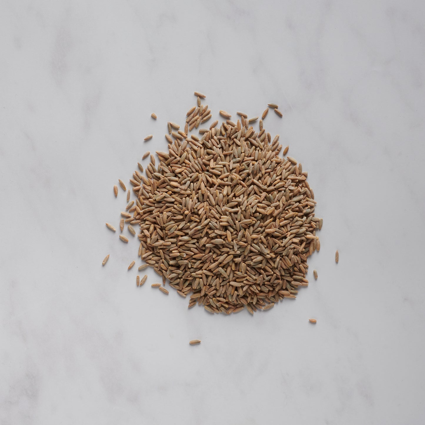 Danko Rye Berries - 50 lbs Bulk