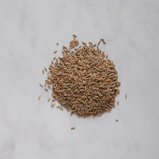 Danko Rye Berries - 50 lbs Bulk