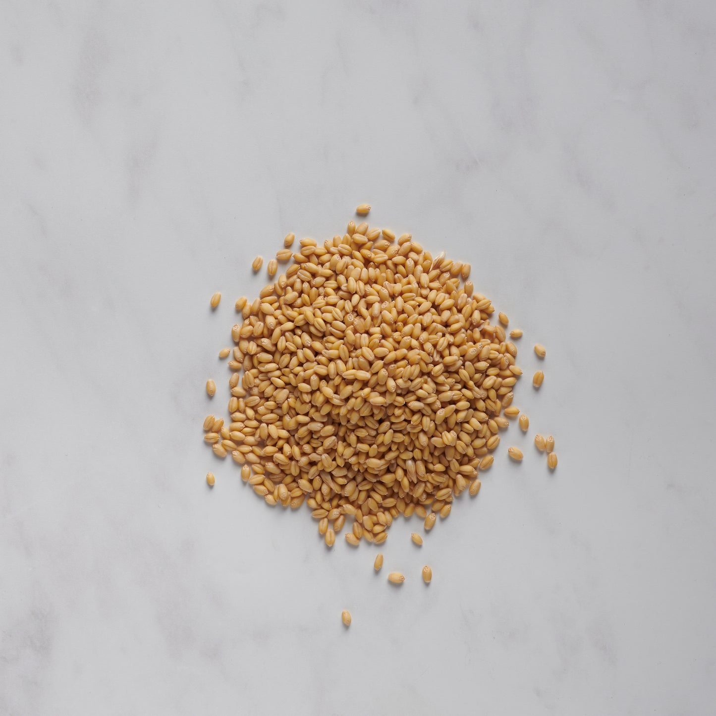 Sonora Wheat Berries - 50 lbs Bulk