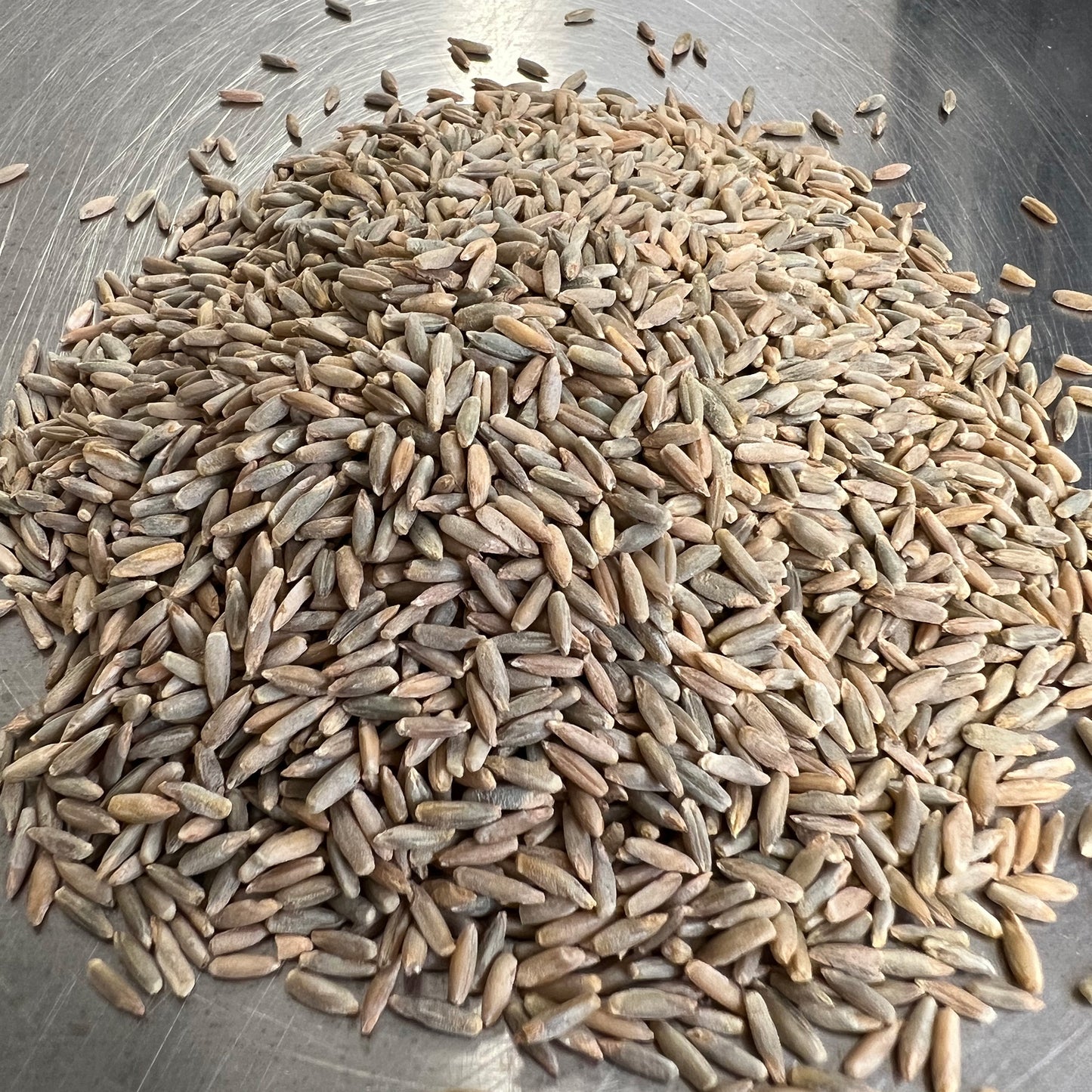 Danko Rye Berries - 50 lbs Bulk